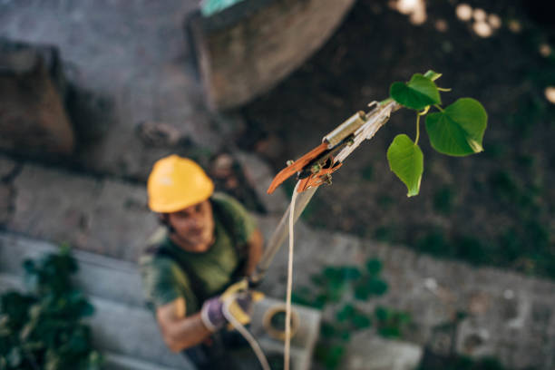 How Our Tree Care Process Works  in  Elgin, TX