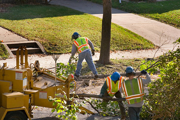 Reliable Elgin, TX Tree Care Services Solutions